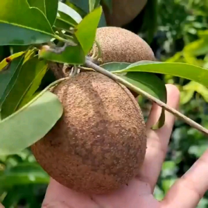 Tanaman Sawo Kecik Termurah