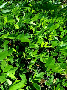 Tanaman Indigofera Pakan Ternak Berprotein