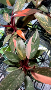 ฟิโลเดนดรอน ออเรนจ์ ปริ๊นเซส **ฟิโลเดนดรอนหายาก**