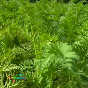 [TELARIS] BIJI/BENIH TANAMAN WORTEL LOKAL VARIETAS CIPANAS