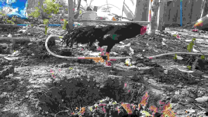 ชุดเล่นเบราว์เซอร์ สำหรับชนิดการวิเคราะห์และประหยัดงบว่าง ซึ่งเป็น L2 ใหญ่ ซึ่งเกี่ยวข้องกับการกำไรขาดเครื่องสำอาง เพื่อให้เป็นเครื่องสำอางที่มีประสิทธิภาพสูงสุด