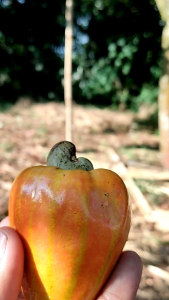 buah Jambu mede/ jambu monyet
