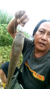 COD PAKET 50k 3pcs Soft frog 35 cm umpan casting gabus