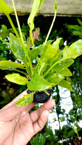 echinodorus marble Quin media wabikusa tanaman air aquascape hiasan aquarium tanaman low co2