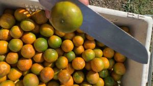 ส้มคละเบอร์เล็ก 2-3/5 KG ส้มสายน้ำผึ้ง💯 ผิวติดลาย สำหรับทำน้ำส้มคั้นหรือแกะทานเนื้อก็ได้