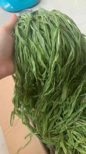 Rau tiến vua khô loại 1 100gr 200gr - xanh giòn- ngâm giấm- bóp gỏi