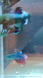 Typhoon Green-Eyed Betta Fish | Male Random | Female | Pair | Ipoh Malaysia