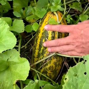 (KEMASAN PREMIUM) BIJI/BENIH TIMUN SURI HIJAU LORENG IMPORT (isi 2 gram)