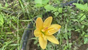 ภ.หัวดอกบัวดิน Yollow Line หัวละ 30 บาท