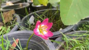 001.หัวดอกบัวดิน Pink Nadia หัวละ 15 บาท