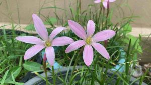 ฎ.หัวดอกบัวดิน พิมชมพู หัวละ 7 บาท