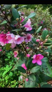 rina • anak pokok karamunting • kemunting keremunting rhodomyrtus Tomentosa rose myrtle outdoor plant live pokok hidup
