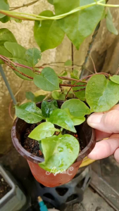 Live Plant One pot / Seeds Tian Qi/Panax notoginseng