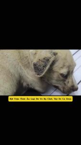 Gói Ăn Diệt Ve Tận Gốc Và Gói Tắm Pha Phun Ve Trại Sạch Bọ Chét Cho Chó Mèo An Toàn Hiệu Quả Cao