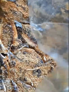 Ikan Asin Denden Murah & COD Bayar di Tempat