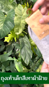 เท้าเด็กสีเทาผ้าฝ้าย คู่ละ 25 บาท 5คู่ 100 บาท