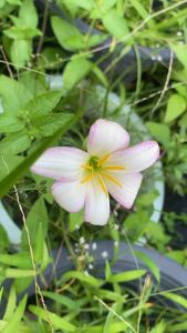 ง.หัวดอกบัวดินชื่อ Good Day หัวละ 20 บาท