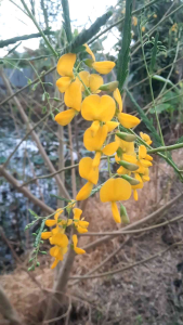 เมล็ดพันธุ์โสน 100 เมล็ด โสน โสนเล็ก โสนทานดอก โสนเพาะเห็ดตับเต่า - 10 ครั้ง