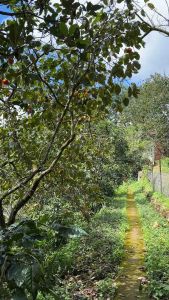 Hồng sấy dẻo Đà Lạt FL-HS1 Hồng TÁM HẢI sấy dẻo nguyên chất không đường