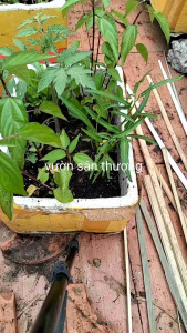 Dây Lạt Giang (100g) Dây Cột Giàn Gói Bánh Chưng Bánh Tét