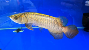 Premium GOLDEN CROSSBACK AROWANA