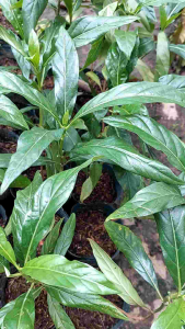 Cây nhàu cao 30-35cm