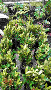 Chậu bông trang cao 15-20cm (chậu 7-8 cây)