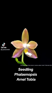 Seedling Phalaenopsis Arnel Tobia bibit bunga anggrek bulan primary hybrid silangan unik Phalaenopsis Violacea var Mentawai dengan Phalaenopsis Pallens