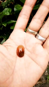 Batu akik mustika wajah siluman telaga putih