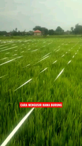 Tali Perak Pengusir Burung Pipit Panjang Sekitar 800 Meter Bahan Premium 1 Kg Penghalau Pipit Emprit Jebakan Padi