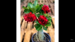 ADENIUM BUNGA TUMPUK BUNGA MERAH MAROON / TANAMAN HIAS BUNGA ADENIUM MERAH MAROON
