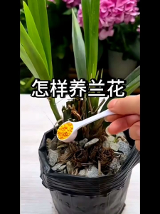 Pupuk Khusus Anggrek 200 Gram Slow Release Japan Quality