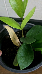 กวักมรกตด่าง