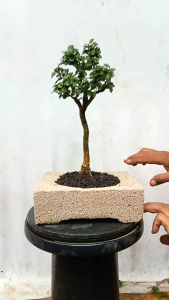 BONSAI POHON KALIAGE/SISIR