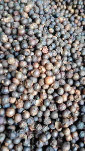 1kg Trái Đủng Đỉnh - phơi khô