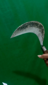 arit rumput padi untuk memangkas rumput maupun pari di kebun
