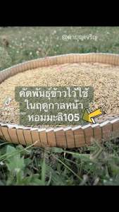 พันธุ์ข้าวปลูก หอมมะลิ105 แท้100% คัดเมล็ดเอง จาก ทุ่งกุลาร้องไห้ จ.ร้อยเอ็ด