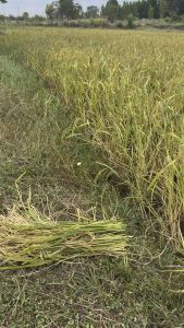 ข้าวหอมมะลิ  สดจากทุ่งกุลาร้องไห้ ข้าวใหม่ปี 69 จากชาวนาจังหวัดร้อยเอ็ด