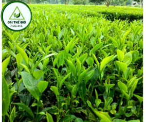 Trà Móc Câu Tân Cương Thái Nguyên gói 100g màu Xanh