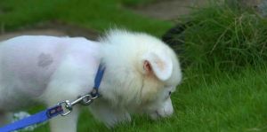 5 ỐNG Nhỏ Gáy Và Gói Bột Trộn Thức Ăn Diệt Ve Rận Bọ Chét Tận Gốc Cho Chó Mèo