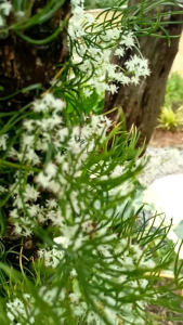 ต้นพันธุ์รากสามสิบ สมุนไพรไทย กระถาง 5 นิ้ว