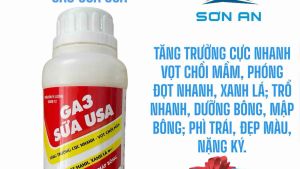 Kích thích sinh trưởng GA3 SỮA USA chai 500 ml vọt chồi mầm phóng đọt mạnh xanh lá trổ bông dưỡng bông mập bông phì trái nặng ký + QT
