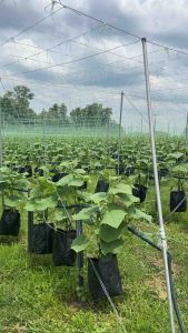 MX99👍Racun serangga🔥019 🐛Sesuai untuk jenis sayur dan buahan🐛1 Liter / 杀虫药 / 各种蔬菜水果等