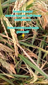 1 KG BENIH PADI KETAN PUTIH GRENDEL SUPER padi putih pulen