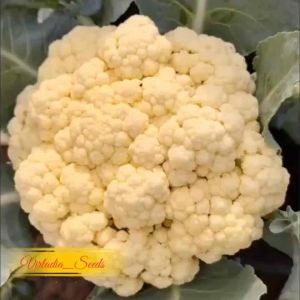 [Virladia Seeds] Biji Benih tanaman kembang kol putih