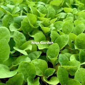 ต้นกล้ามะเขือยาว แข็งแรง โตเร็ว 🔥(ชุด 10 แถมฟรี 2 หลุม)🔥