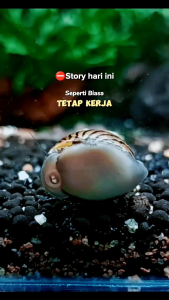 ZEBRA NERITE AQUASCAPE ALGAE CLEANER - Orange striped snails - Clean aquarium algae - Natural fit in aquatic environments.