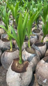 ต้นมะพร้าวน้ำหอมต้นเตี้ย แท้ ต้นสูงประมาน 40 ซม. ปลูกง่าย ต้นเตี้ย โตไว ให้ผลเยอะ ปลูก 2 ปีได้เก็บผล