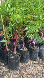 ต้นสะเดามันทวาย สะเดาหวาน กิ่งตอนขนาด 40-50 cm. รากเดิน ต้นแข็งแรง