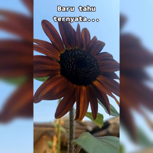 5 BIJI BENIH BUNGA MATAHARI MERAH VALVET QUEEN